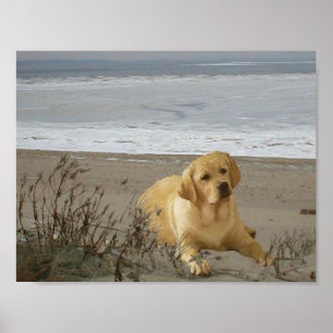 Labrador retriever auf dem Strand Plakat
