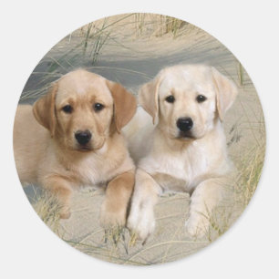 Labrador retriever-Aufkleber-Welpen auf Strand Runder Aufkleber