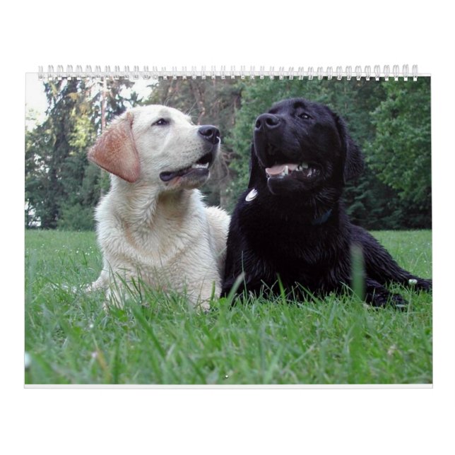 Labrador Retriever Calender Kalender (Titelbild)