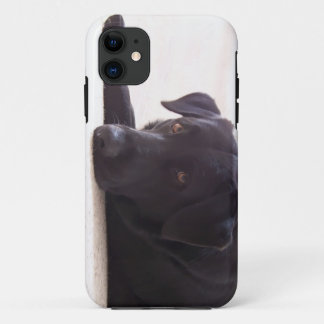 labrador retriever title_seo2