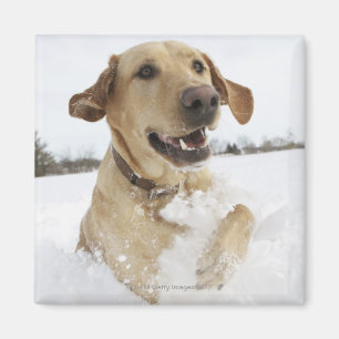 Labrador retriever, das durch tiefen Schnee Magnet