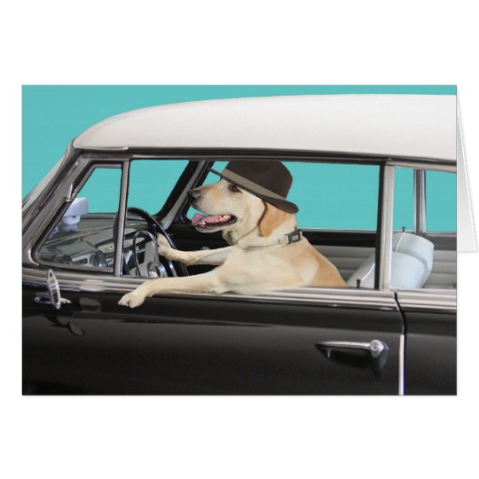 Labrador retriever, das klassisches Auto fährt Karte