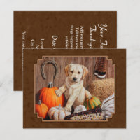 Labrador Retriever Dog & Pumpkins Brown