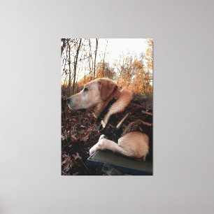 Labrador Retriever Duck Missile auf dem Launch Pad Leinwanddruck