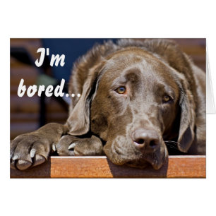 Labrador Retriever Foto Get Well Template
