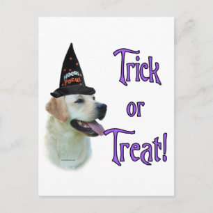 Labrador Retriever (gelb) Trick Postkarte