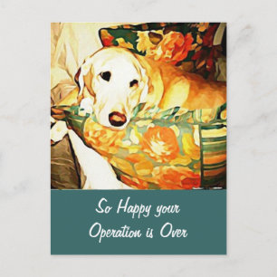 Labrador Retriever Get Well Postcard Postkarte