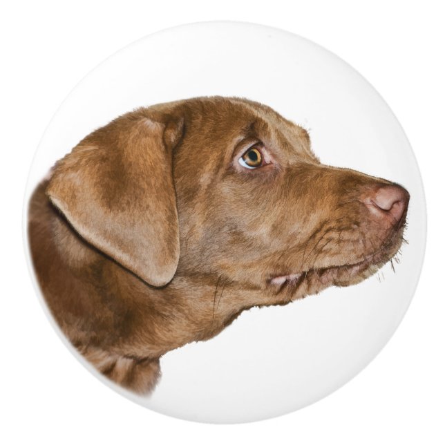 Labrador retriever-Hund, kundengerecht Keramikknauf (Vorderseite)