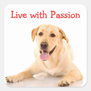 Labrador Retriever Hund live mit Passionsaufkleber Quadratischer Aufkleber