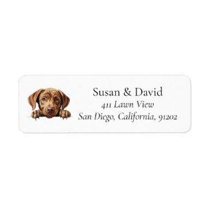Labrador Retriever Hunde Rasse Heimtiere Liebhaber