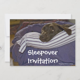 Labrador Retriever im Bett Einladung