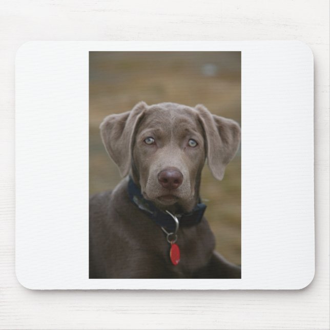 Labrador retriever im seltenen hellen Silber Mousepad (Vorne)