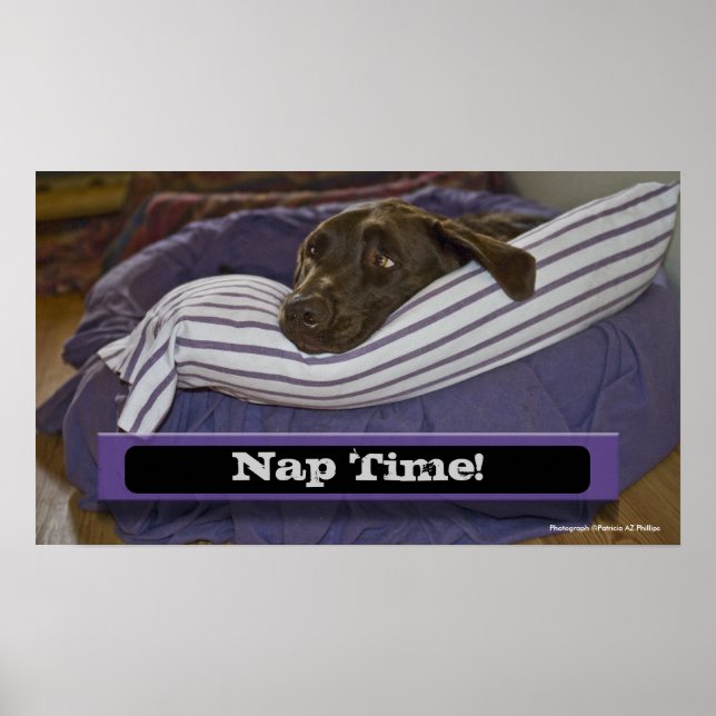 Labrador Retriever in Bed Poster (Vorne)