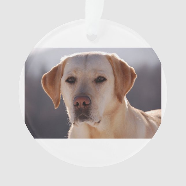 labrador retriever jaune (devant)