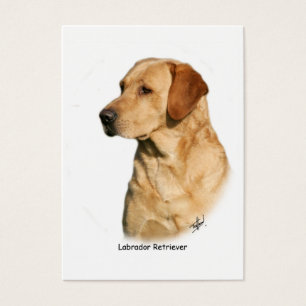 Labrador retriever jaune