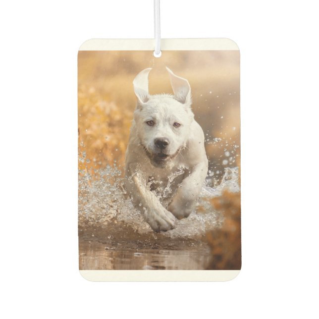 Labrador Retriever läuft in River Air Freshener Autolufterfrischer (Vorderseite)