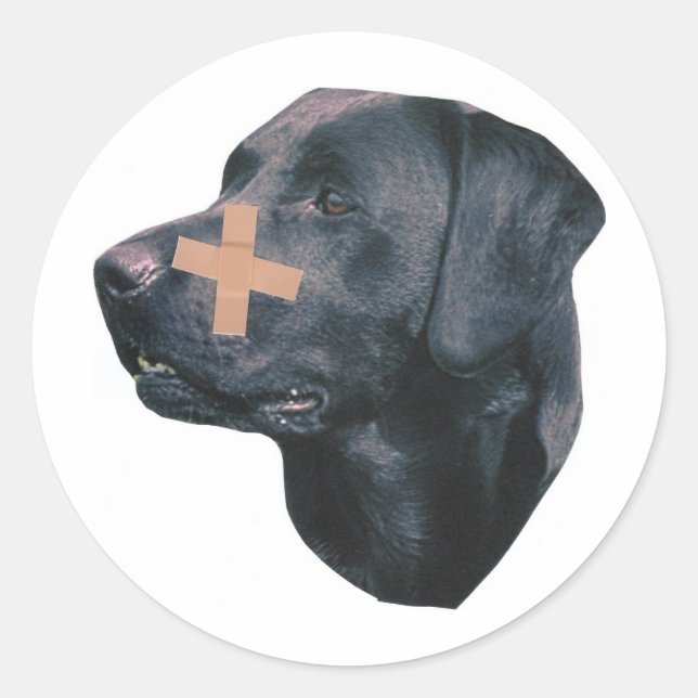 Labrador Retriever mit Heftpflaster Runder Aufkleber (Vorderseite)