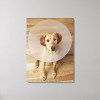 Labrador Retriever mit Kegel um den Hals