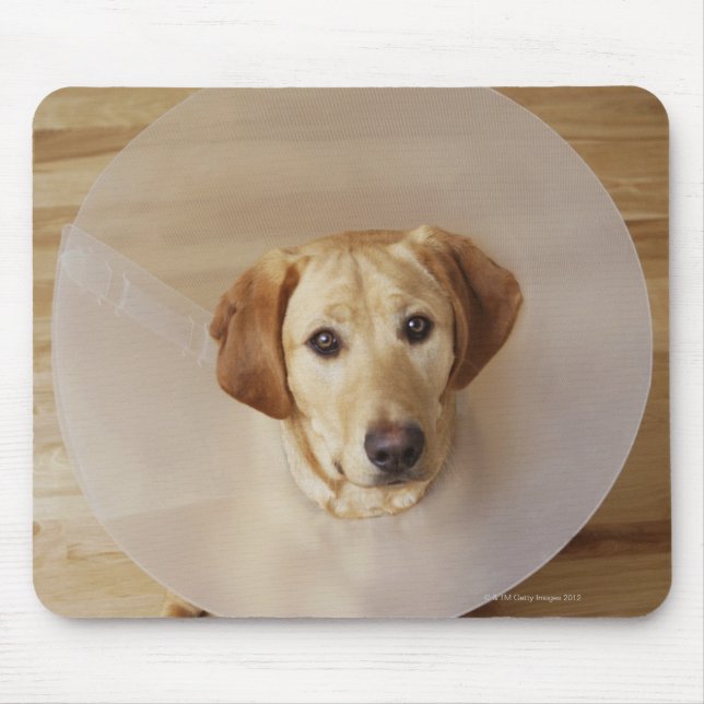 Labrador Retriever mit Kegel um den Hals Mousepad (Vorne)