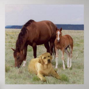 Labrador Retriever mit Pferdeplakaten Poster