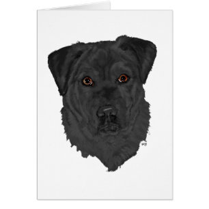 Labrador Retriever noir