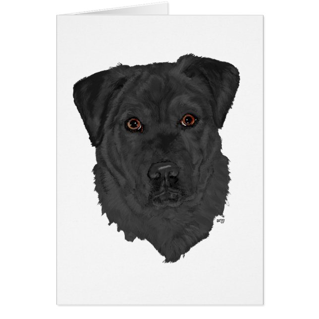 Labrador Retriever noir (Devant)