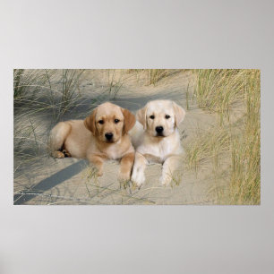Labrador retriever-Plakat-Welpen auf Strand Poster