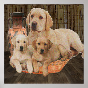 Labrador Retriever-Plakate Poster