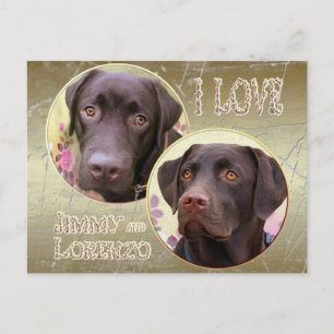 Labrador Retriever Postkarte