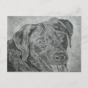 Labrador Retriever Postkarte