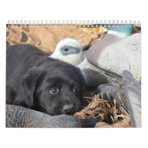 Labrador Retriever Puppies Calendar Kalender