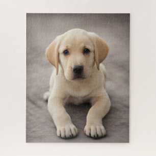 Labrador Retriever Puppy