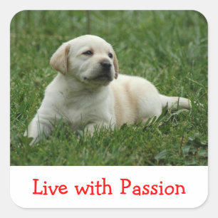 Labrador Retriever Puppy live mit Passionsaufklebe Quadratischer Aufkleber