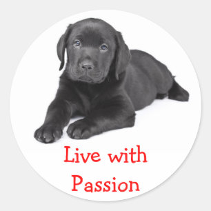 Labrador Retriever Puppy live mit Passionsaufklebe Runder Aufkleber