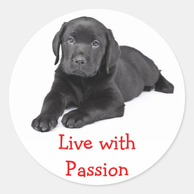 Labrador Retriever Puppy live mit Passionsaufklebe Runder Aufkleber (Vorderseite)