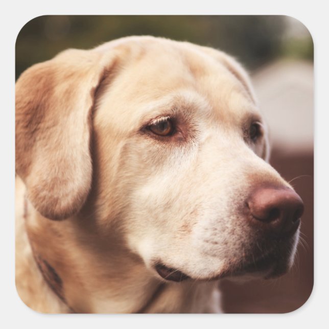 Labrador Retriever Quadratischer Aufkleber (Vorderseite)