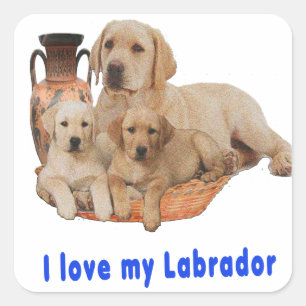Labrador Retriever Quadratischer Aufkleber