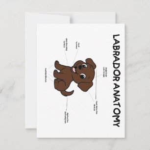 Labrador Retriever Schokolade Cartoon Anatomie Mitteilungskarte