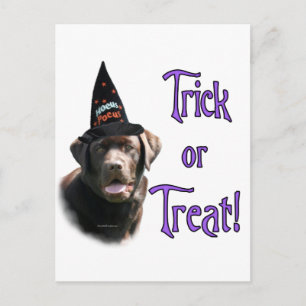 Labrador Retriever (Schokolade) Trick Postkarte