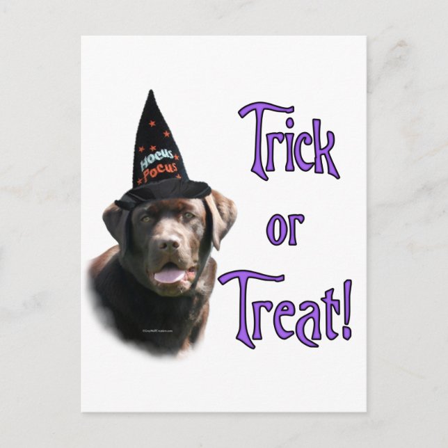 Labrador Retriever (Schokolade) Trick Postkarte (Vorderseite)