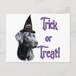 Labrador Retriever (schwarz) Trick Postkarte