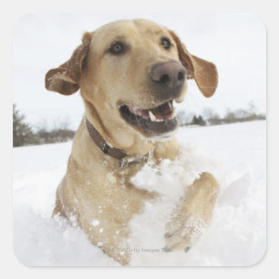 Labrador Retriever springt durch tiefen Schnee Quadratischer Aufkleber