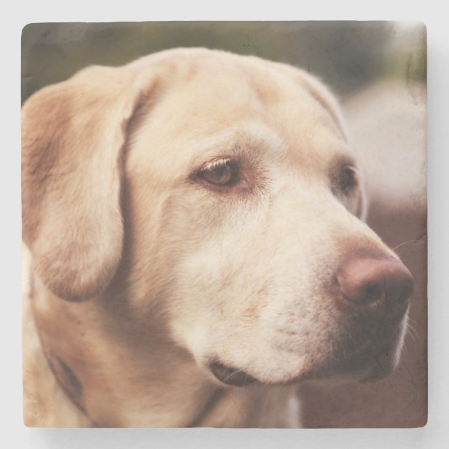 Labrador Retriever Steinuntersetzer (Vorderseite)