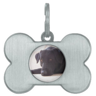 labrador retriever tiermarke