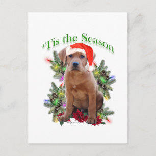 Labrador Retriever "Tis Postkarte