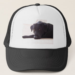 labrador retriever truckerkappe