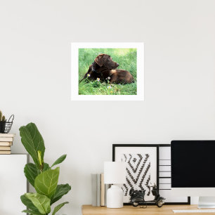Labrador Retriever und lila Blumen Poster