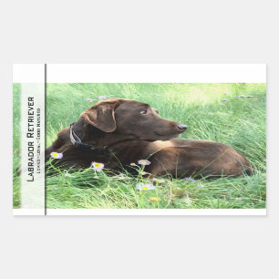 Labrador-Retriever und lila Blumen Rechteckiger Aufkleber