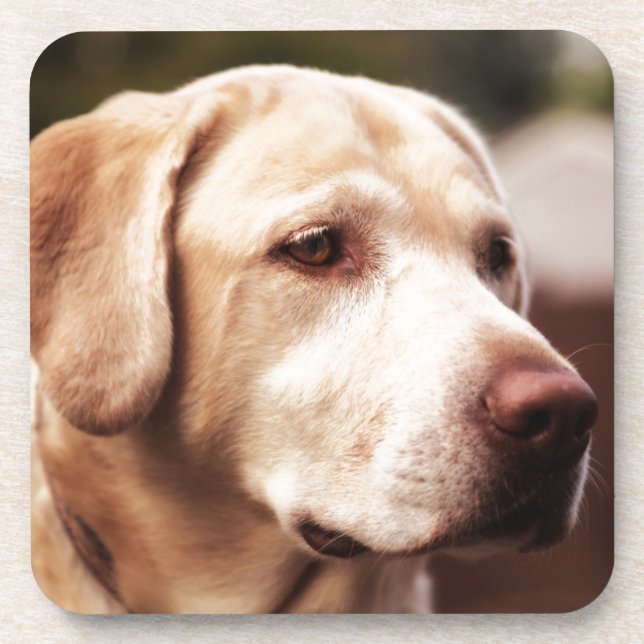 Labrador Retriever Untersetzer (Vorderseite)