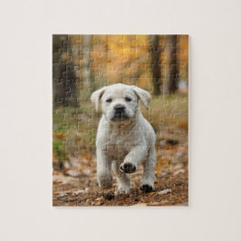 Labrador Retriever Welpe